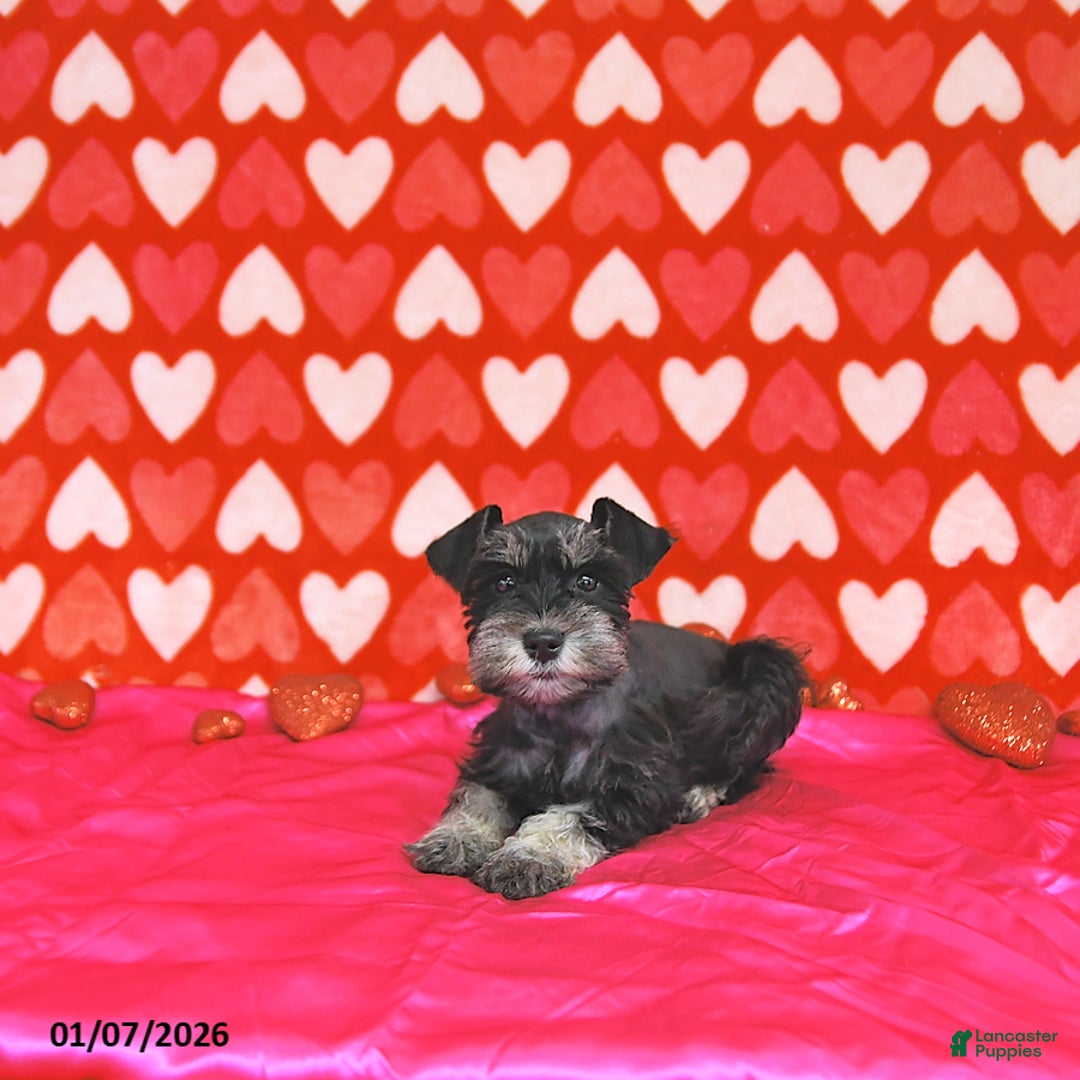 Miniature Schnauzer dogs for sale: Kyah - Ad 3