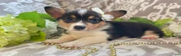 Welsh Corgi Pembroke dogs for sale: Maci - Ad 9