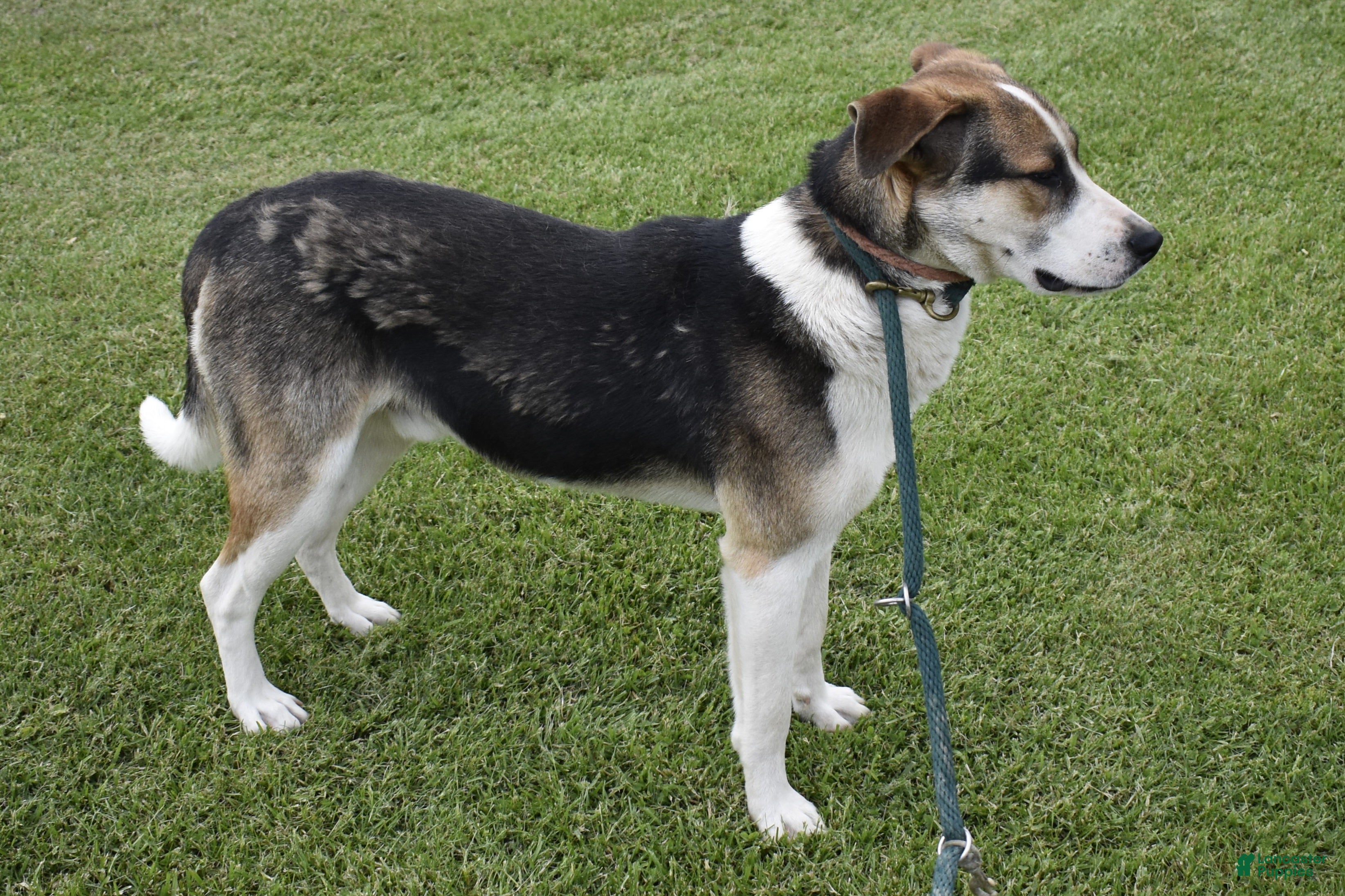 Mixed Breed dogs for sale: Mixed Breed Puppy 1 - Ad 2