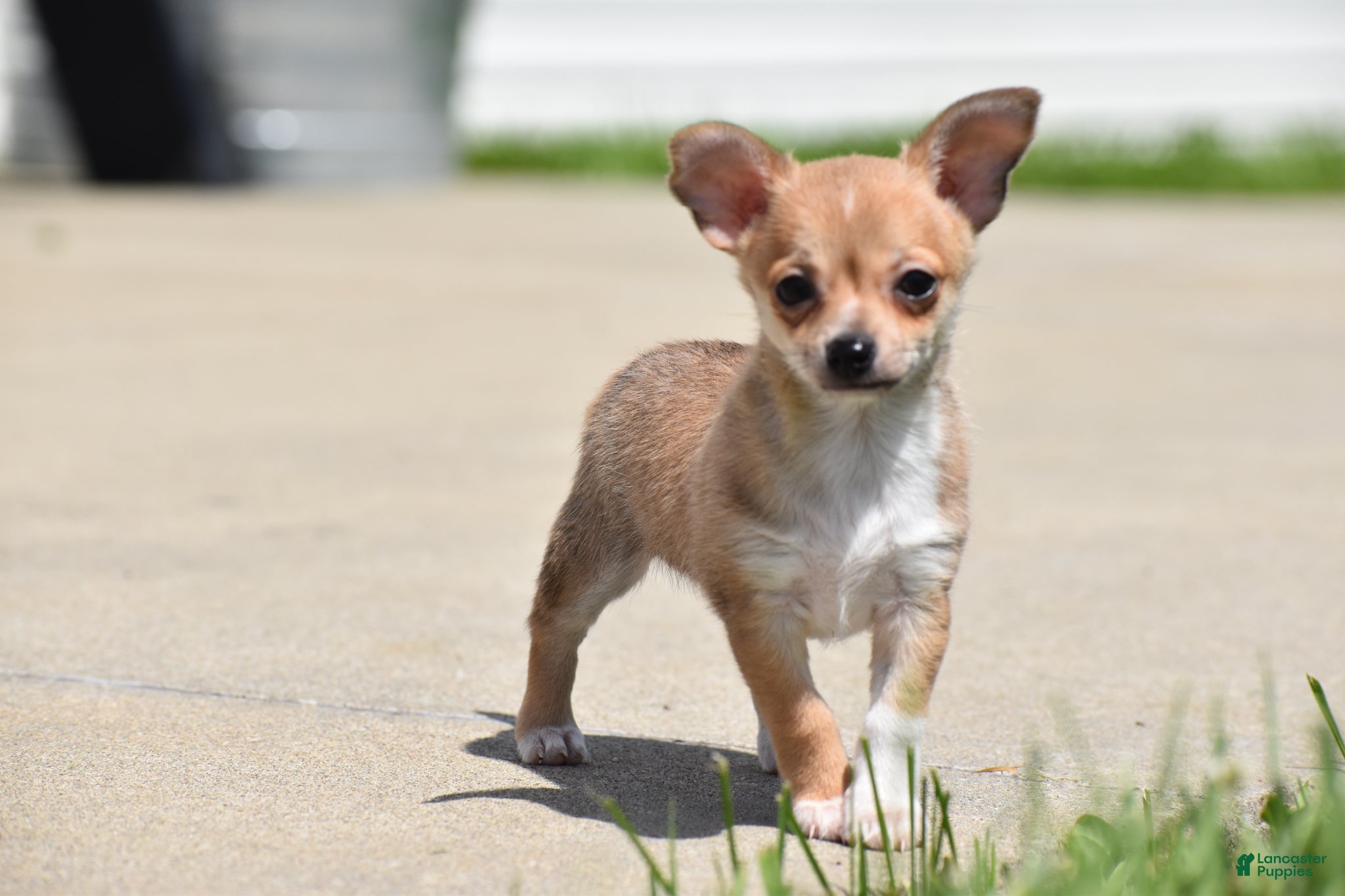 Chihuahua dogs Roscoe - Ad 1