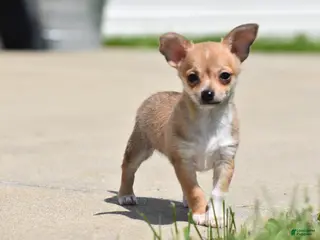Chihuahua dogs for sale: Roscoe - Ad 4