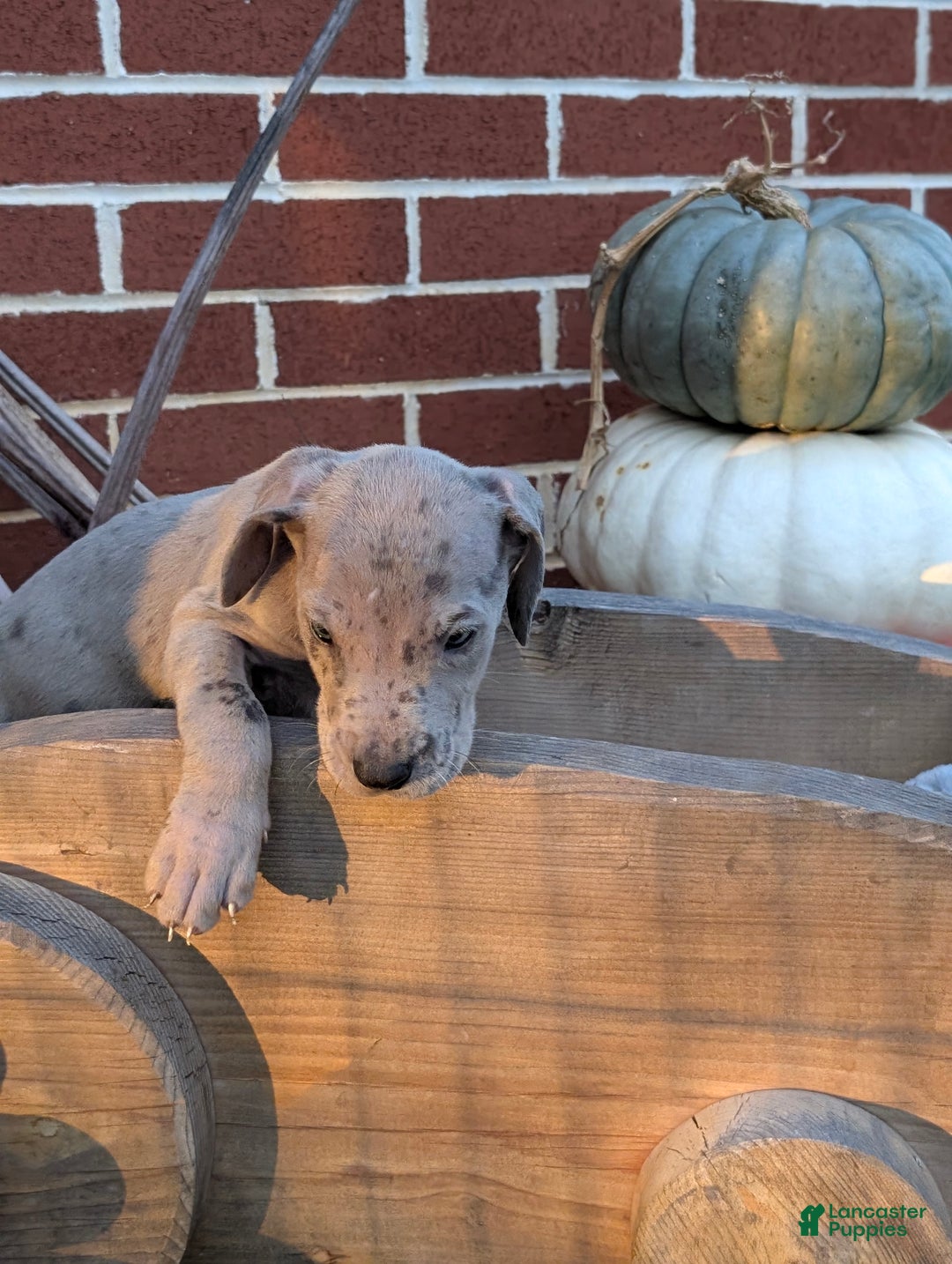 Great Dane dogs for sale: Great Dane Puppy 1 - Ad 11