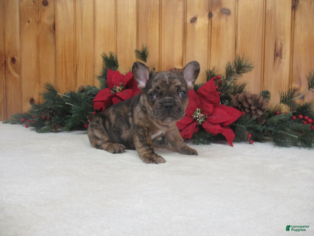 French Bulldog dogs for sale: AKC Donner - Ad 2