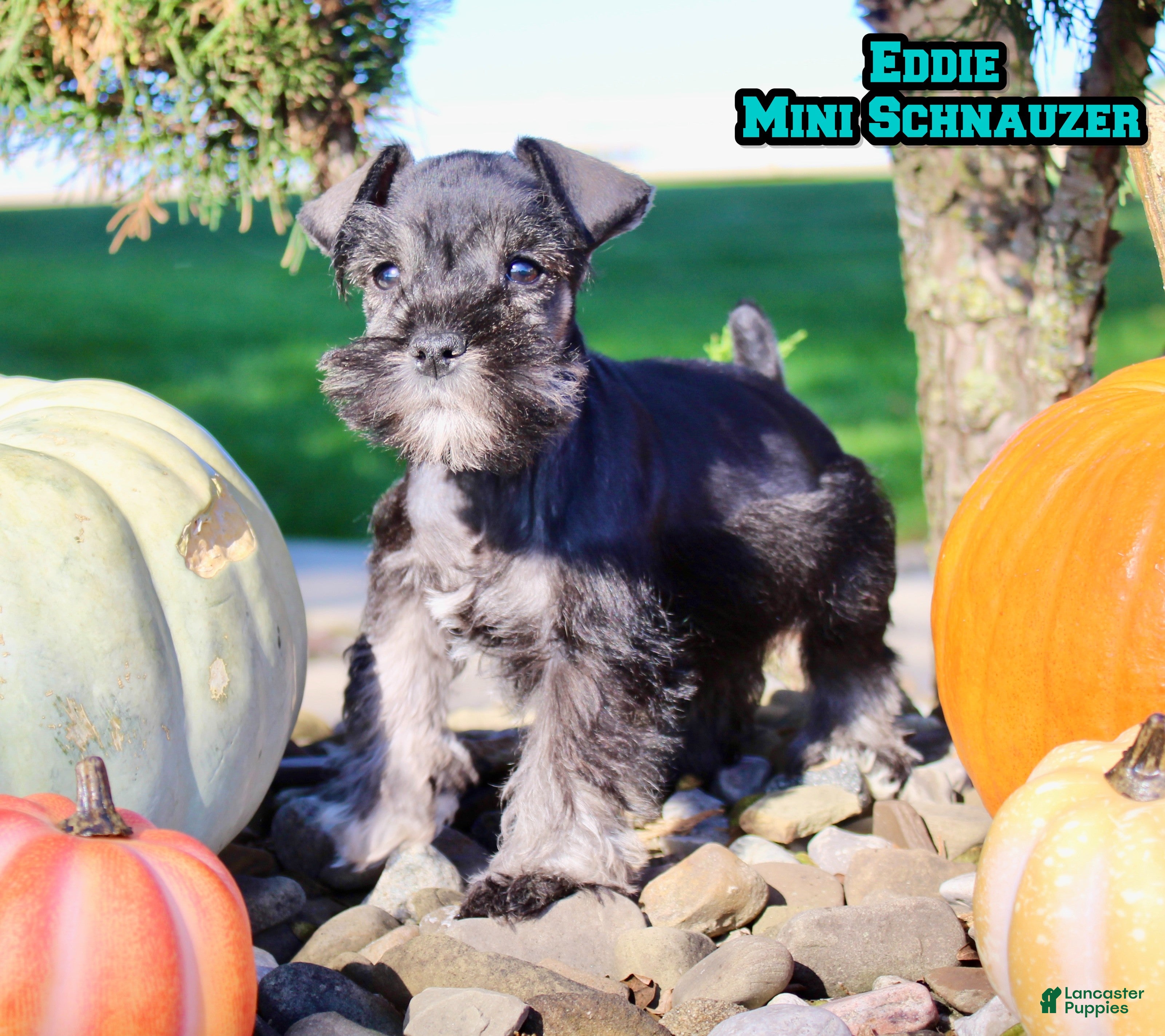 Miniature Schnauzer dogs Eddie Male AKC Mini Schnauzer - Ad 32