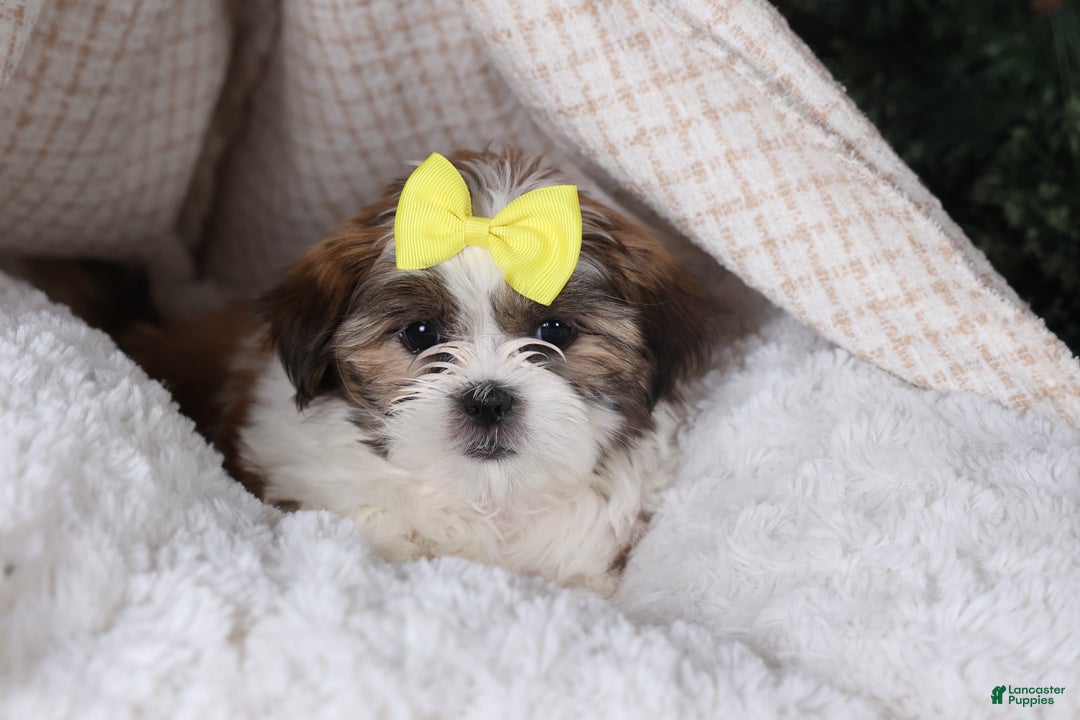 Shih Tzu dogs for sale: Norrie - Ad 13