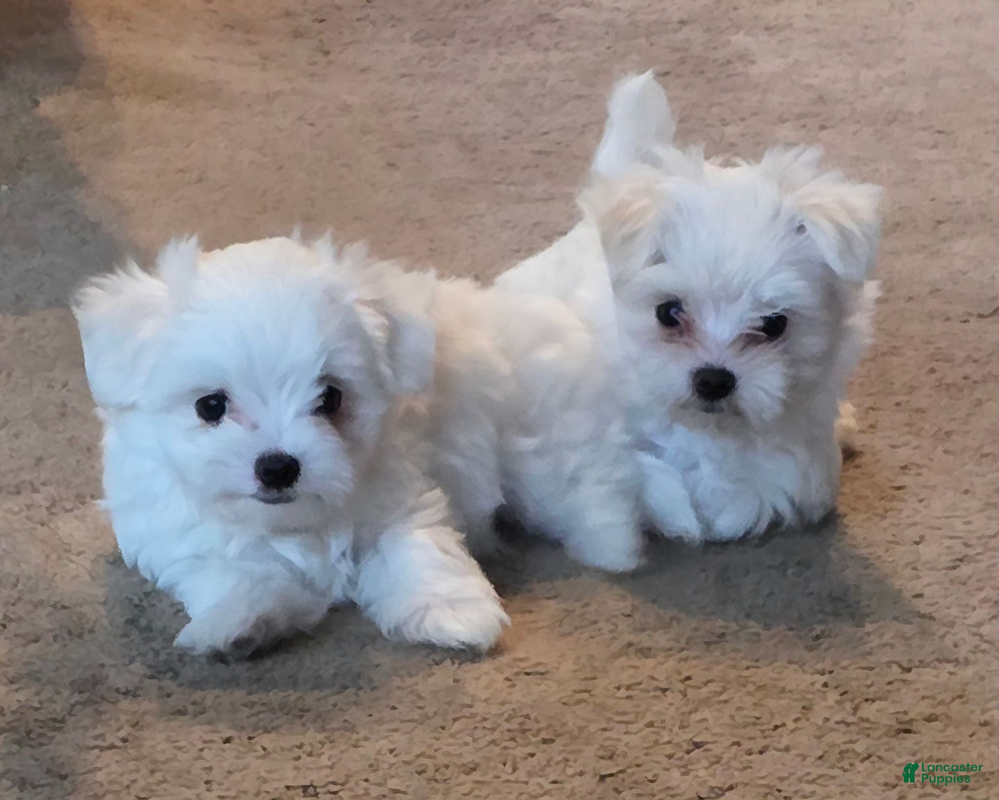 Maltese dogs Maltese boy - Ad 5