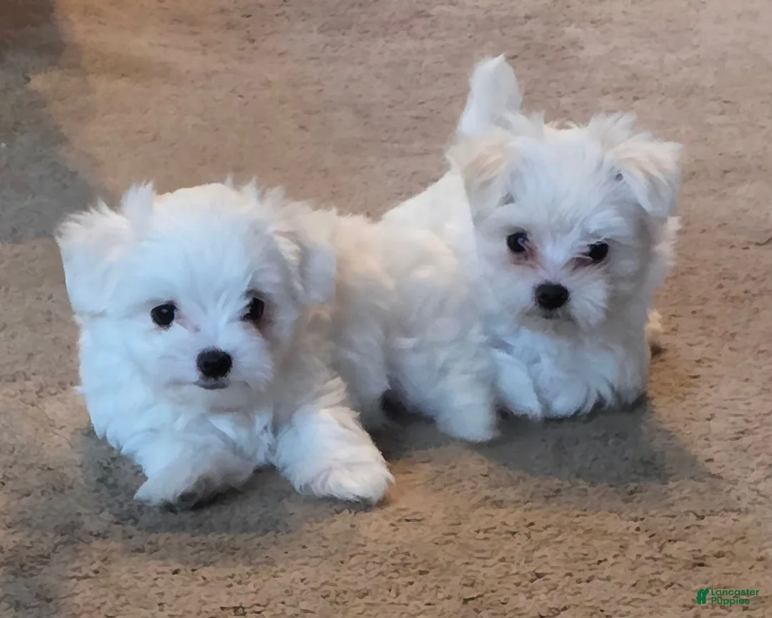 Maltese dogs for sale: Maltese boy - Ad 1
