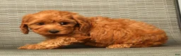 Cockapoo dogs for sale: Angel - Ad 7