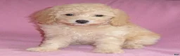 Miniature Poodle dogs for sale: Lilly - Ad 3
