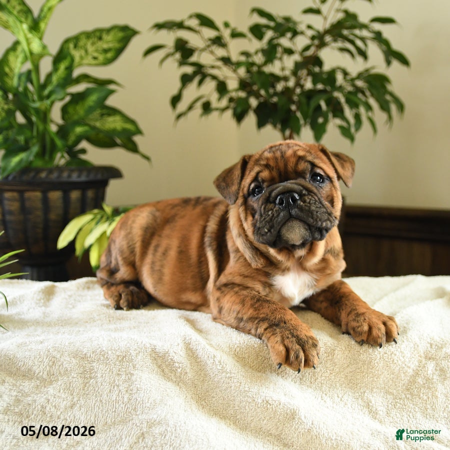 English Bulldog dogs Elizabeth - Ad 2