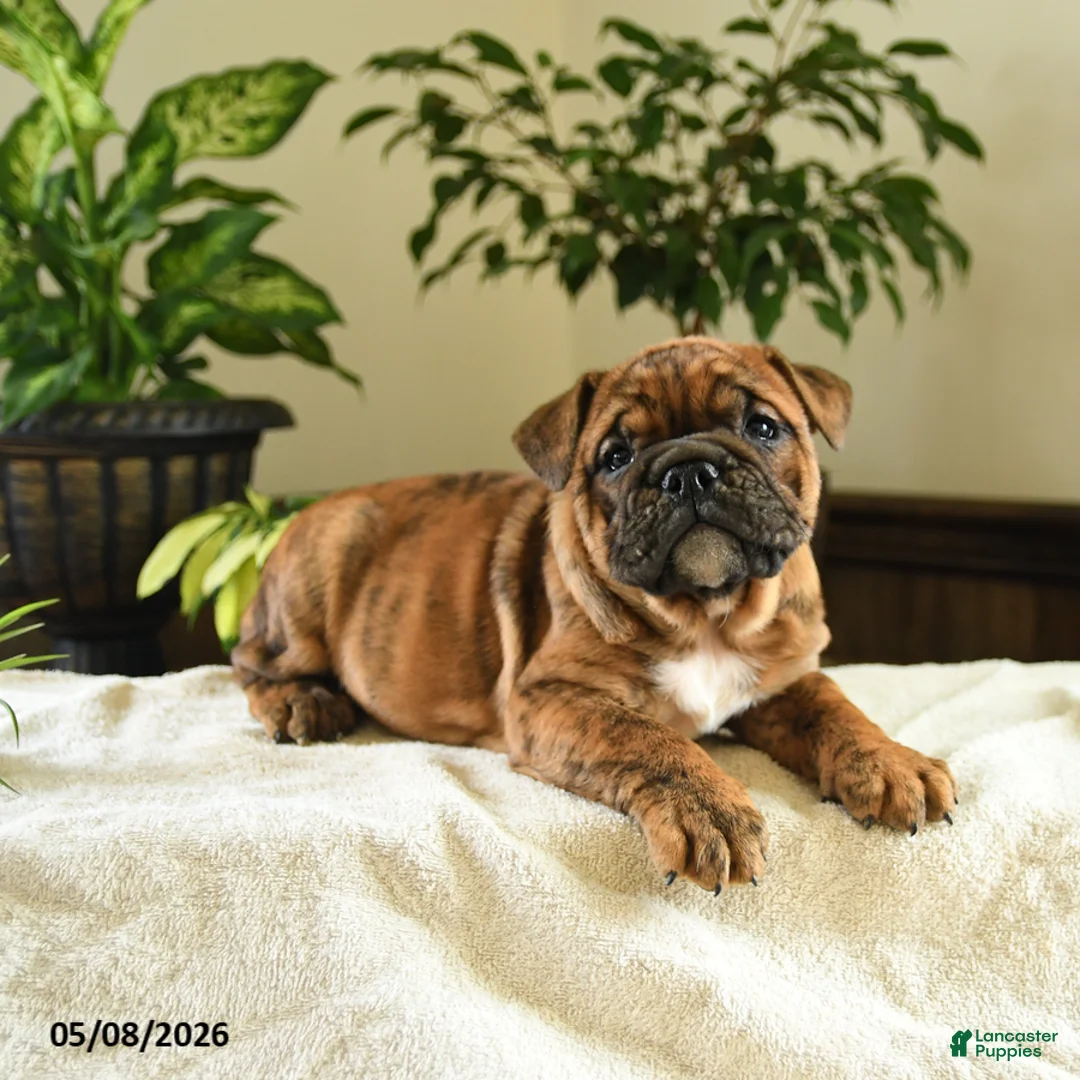English Bulldog dogs for sale: Elizabeth - Ad 2
