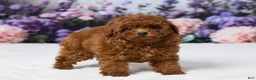 Miniature Poodle dogs for sale: Zoey - Ad 4