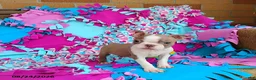 Boston Terrier dogs for sale: Rhapsody - Ad 2