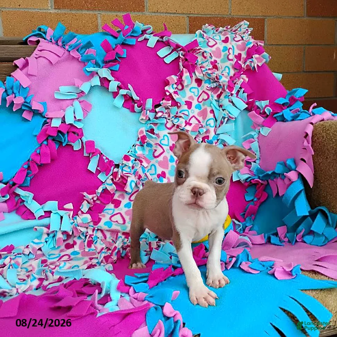Boston Terrier dogs for sale: Rhapsody - Ad 2