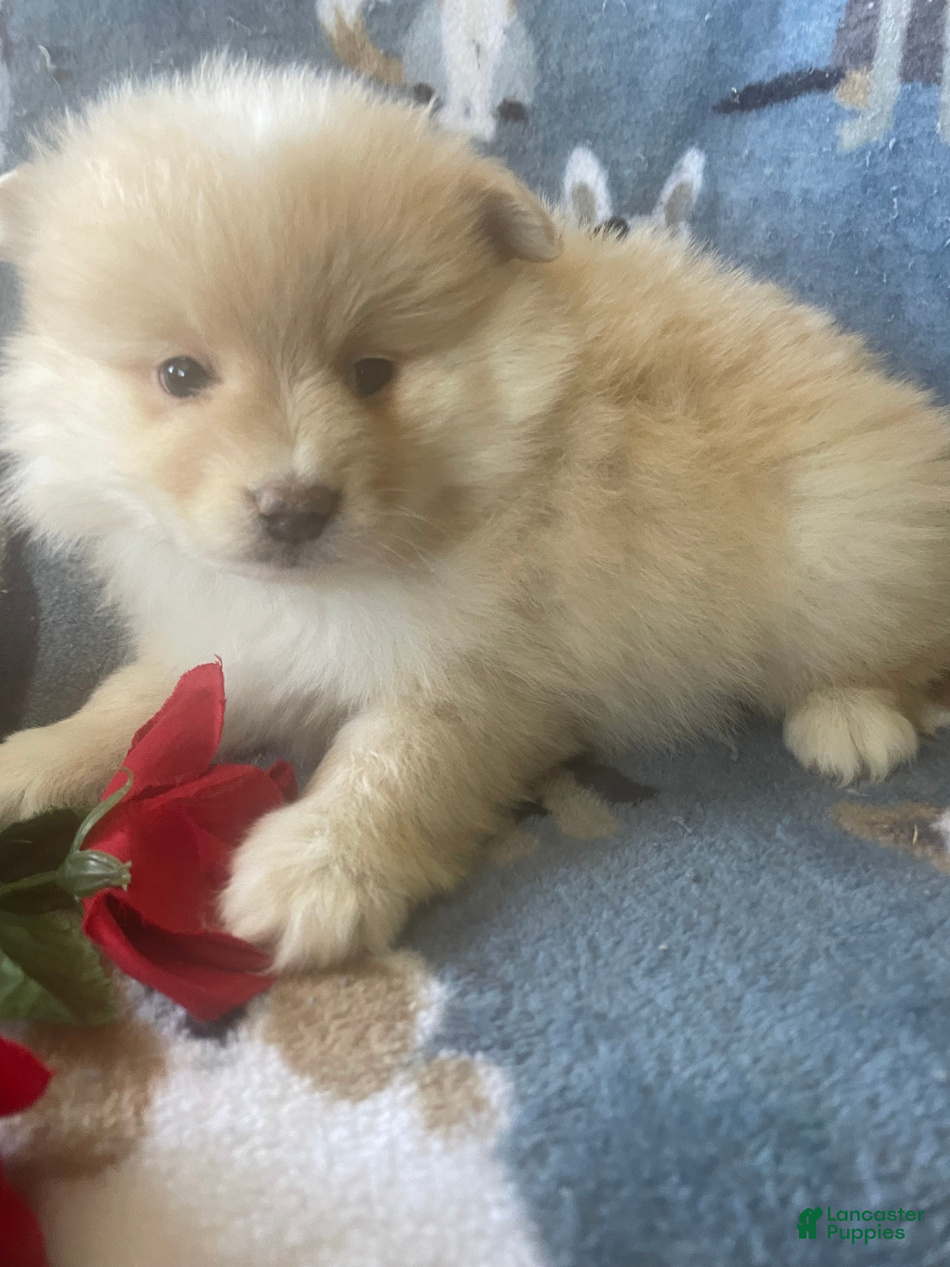 Pomeranian dogs Luca - Ad 41