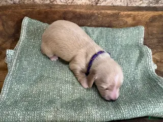 Miniature Dachshund dogs for sale: Ginger- Green - Ad 3