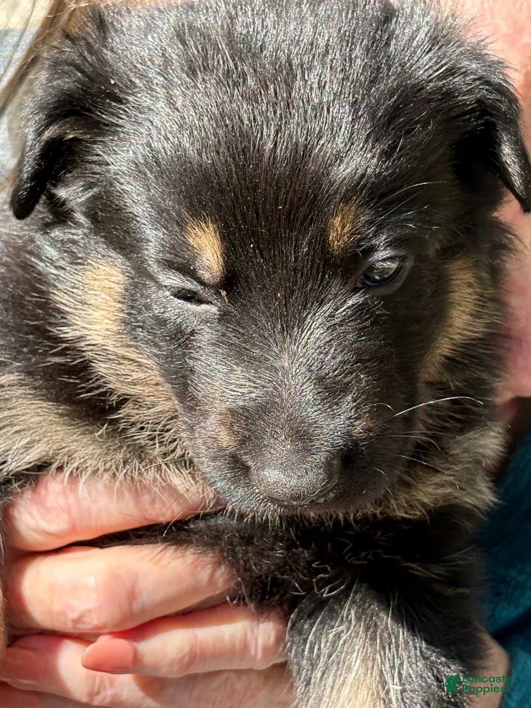 Mixed Breed dogs for sale: Mixed Breed Puppy 3 - Ad 1