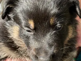 Mixed Breed dogs Mixed Breed Puppy 3 - Ad 16