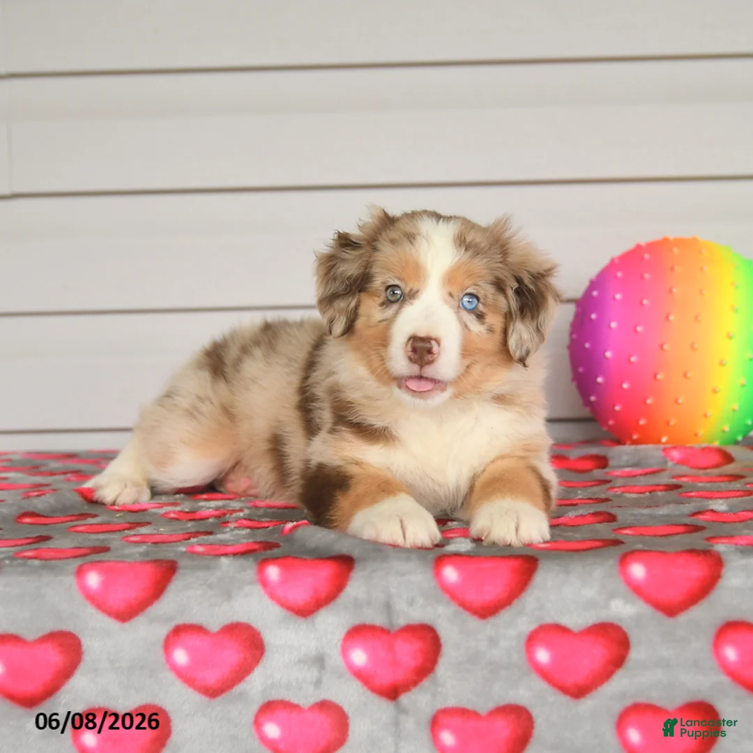 Mixed Breed dogs for sale: Kitkat - Ad 3