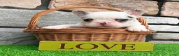 French Bulldog dogs for sale: Diesel - Ad 5