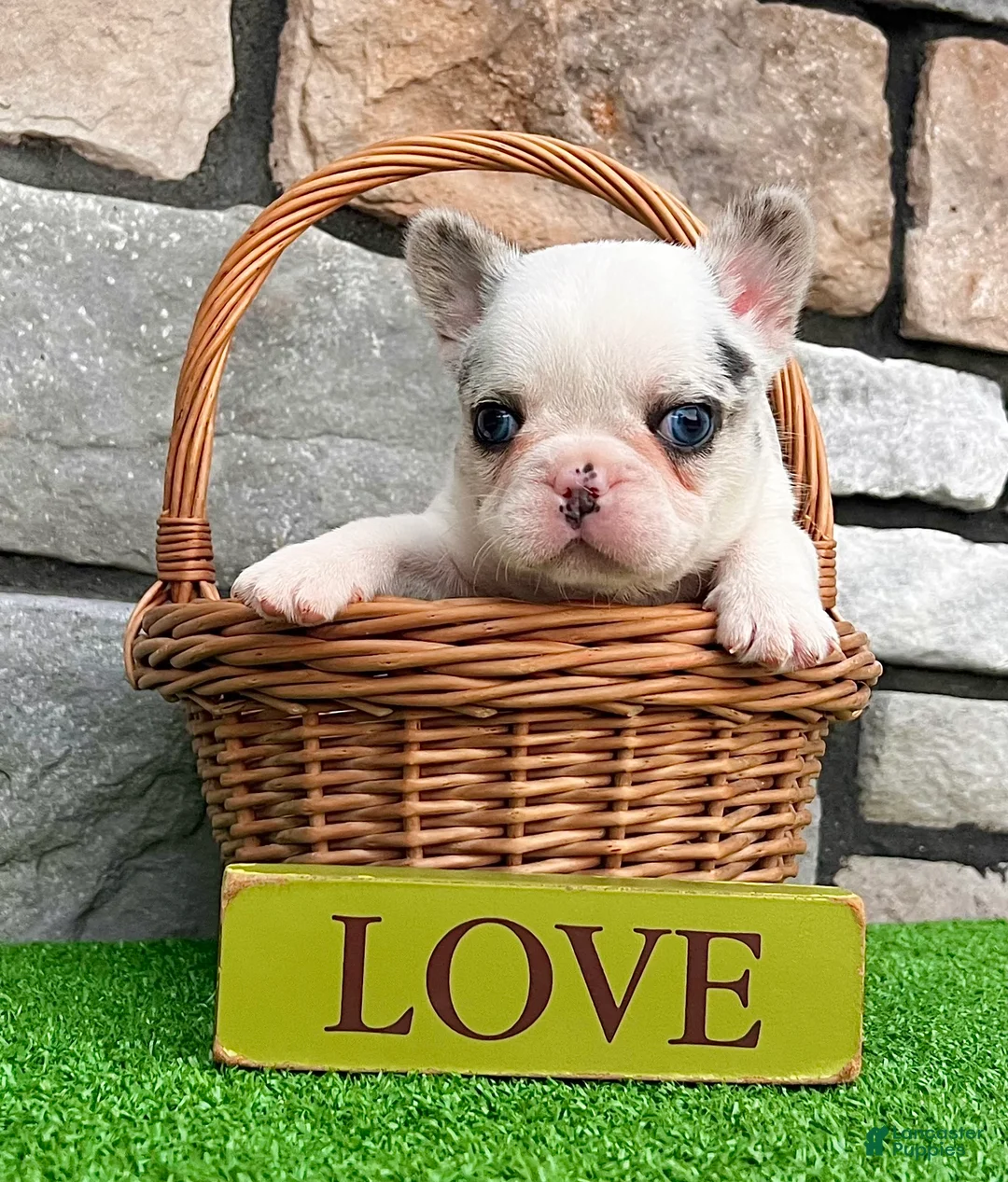 French Bulldog dogs for sale: Diesel - Ad 5
