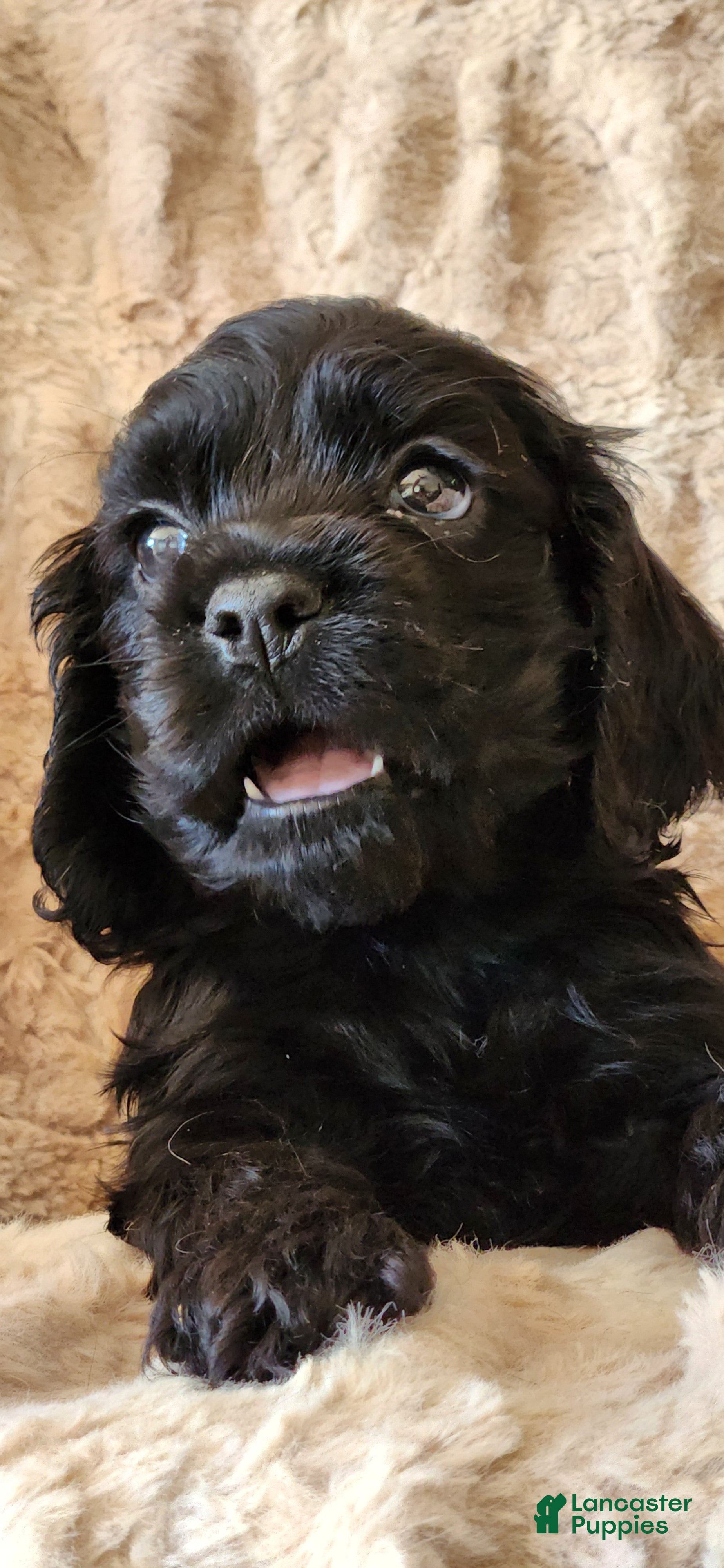 Cocker Spaniel dogs Cocker Spaniel 1 - Ad 1