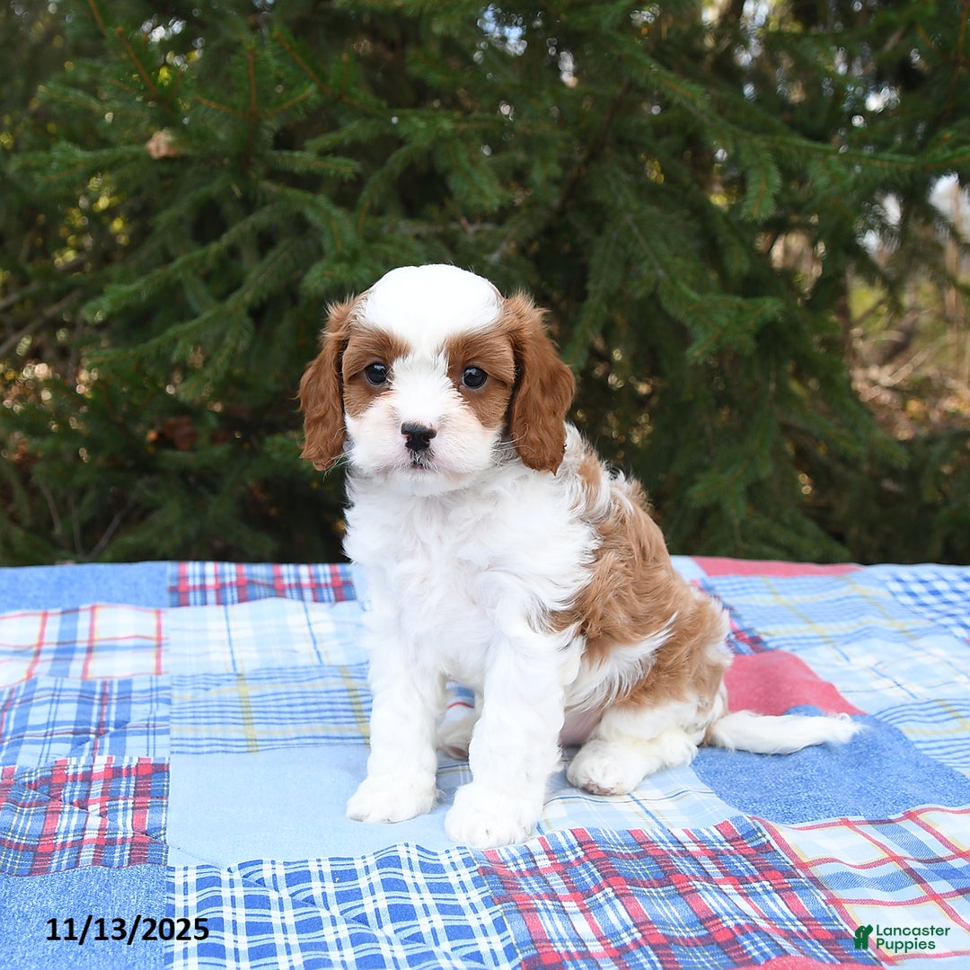 Cavapoo dogs for sale: Finley - Ad 4