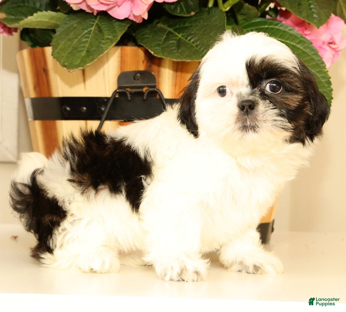 Malshi dogs Mila - Ad 1