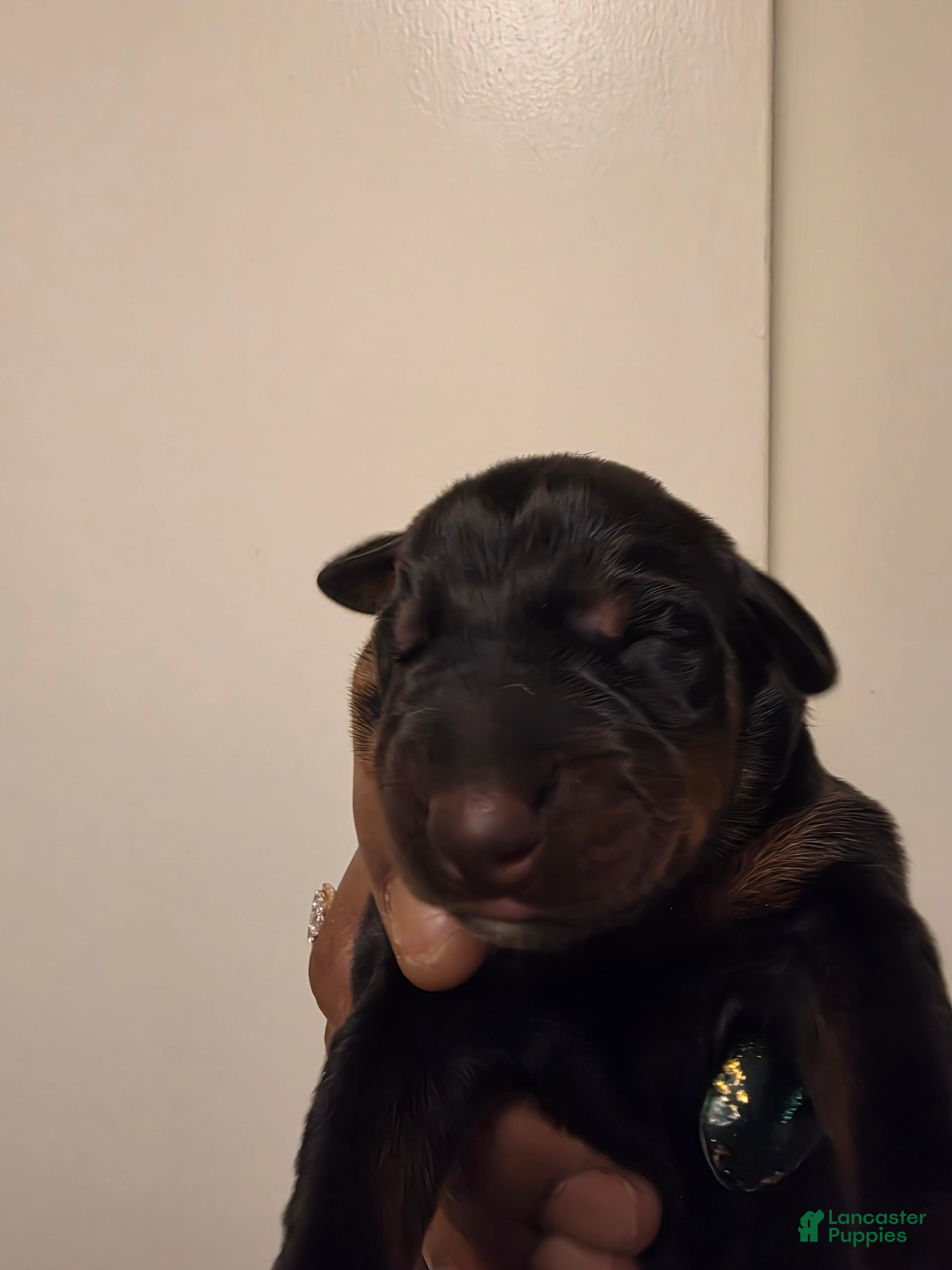 Doberman Pinscher dogs Doberman Pinscher Puppy 2 - Ad 22