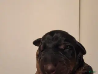 Doberman Pinscher dogs Doberman Pinscher Puppy 2 - Ad 22