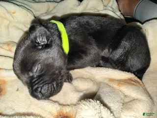 Cane Corso dogs Dean AKC green collar - Ad 5