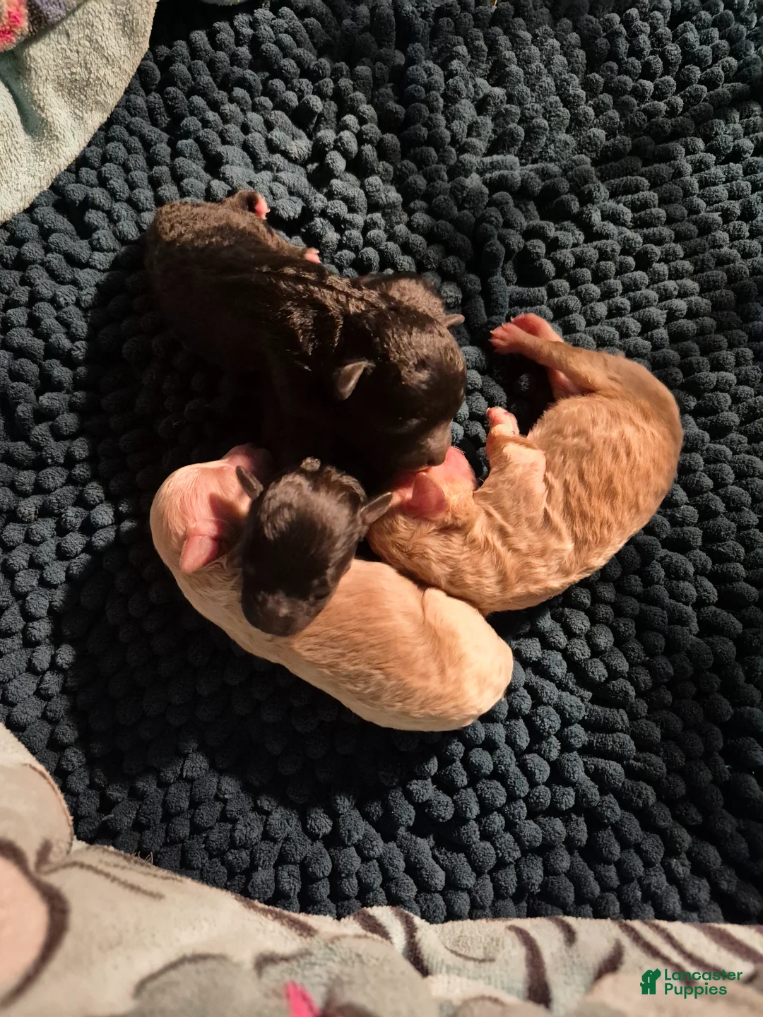 Toy Poodle dogs for sale: Toy Poodle Puppy 1 - Ad 12