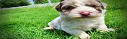Havapoo dogs for sale: Simba - Ad 13