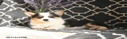 Welsh Corgi Pembroke dogs for sale: Cleo - Ad 5