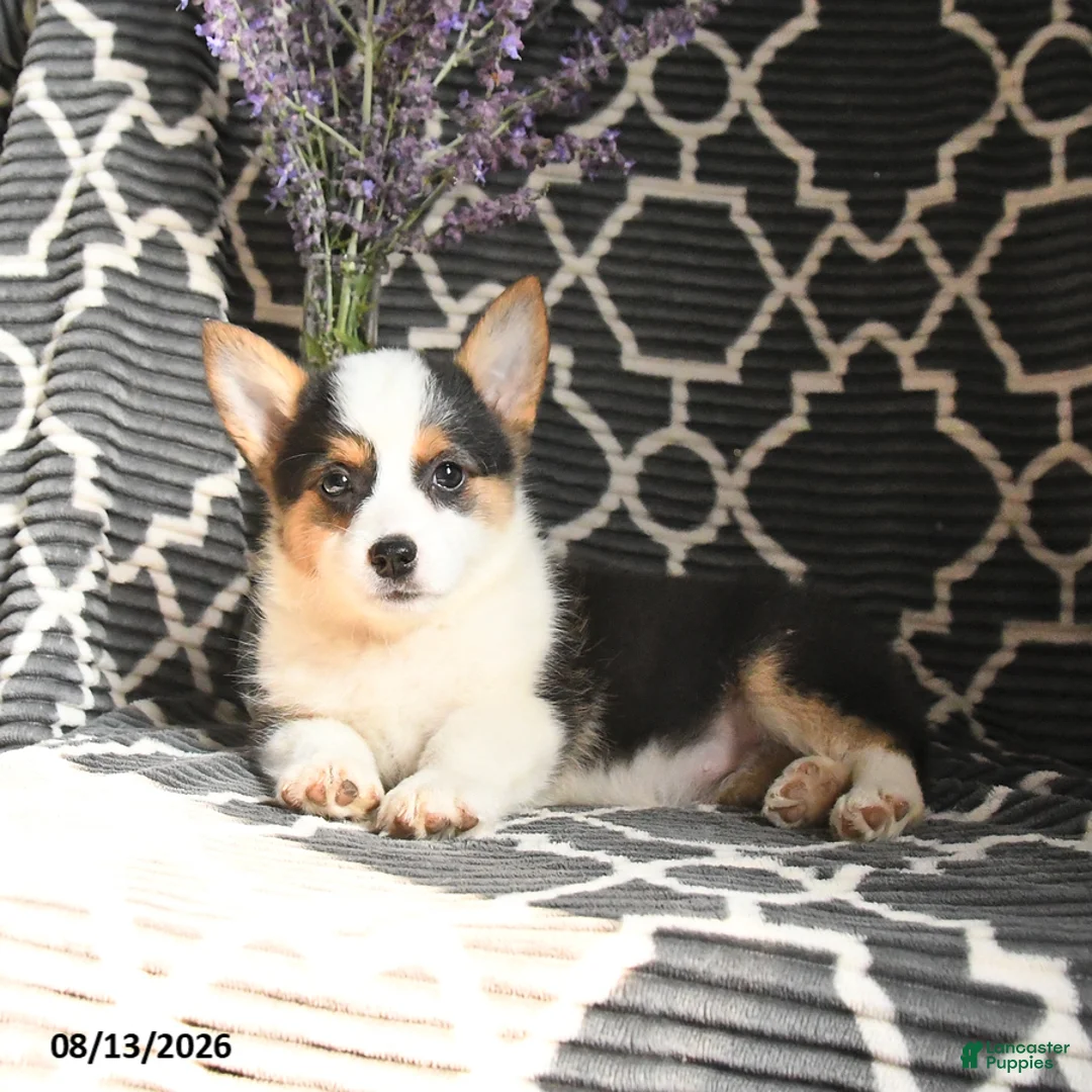 Welsh Corgi Pembroke dogs for sale: Cleo - Ad 5