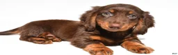 Dachshund dogs for sale: Teddy - Ad 3