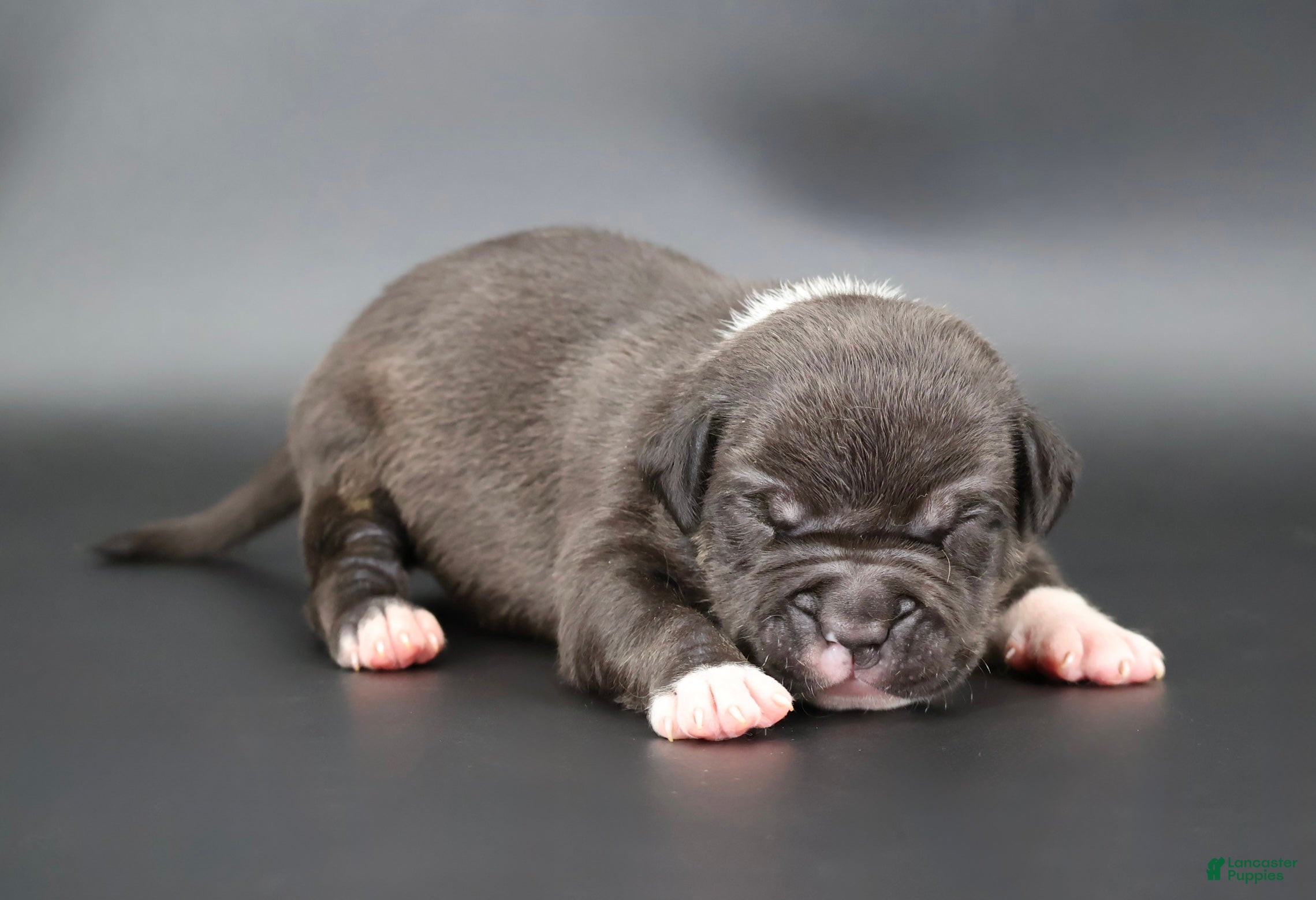 American Bully dogs Sterling - Ad 25