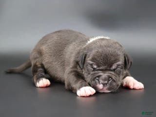 American Bully dogs Sterling - Ad 38