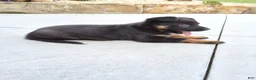 German Shepherd dogs for sale: Zeus - Ad 8
