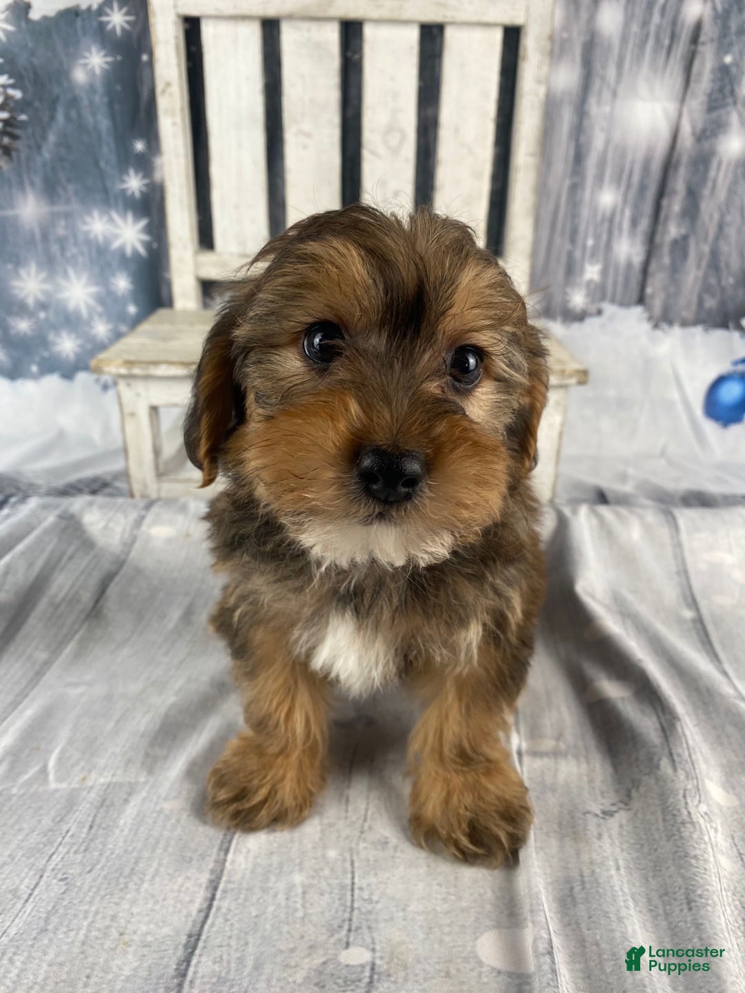 Yorkiepoo dogs for sale: Peanut - Ad 7