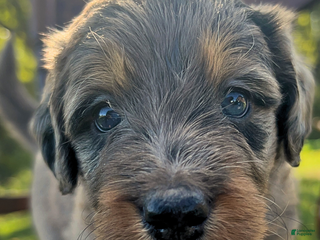 Mixed Breed dogs - Ad 32