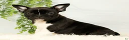Frenchton dogs for sale: Maggie - Ad 4