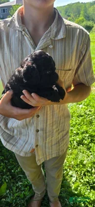 Cockapoo dogs Zayn - Ad 2