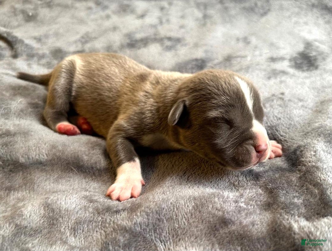 American Bully dogs for sale: "ICE CUBE" - Ad 13