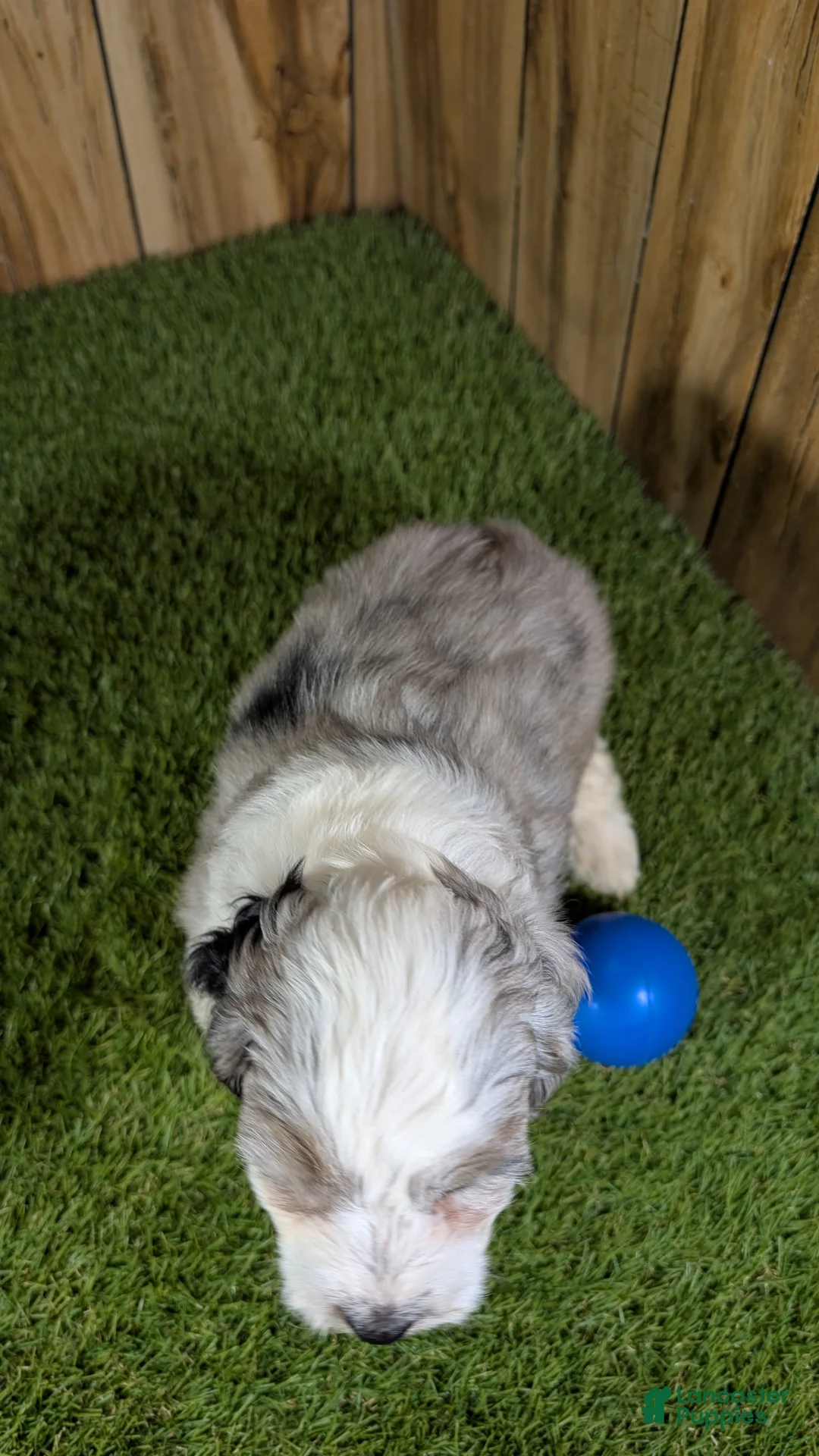 Mini Aussiedoodle dogs for sale: Sunset Boy 1 - Ad 2