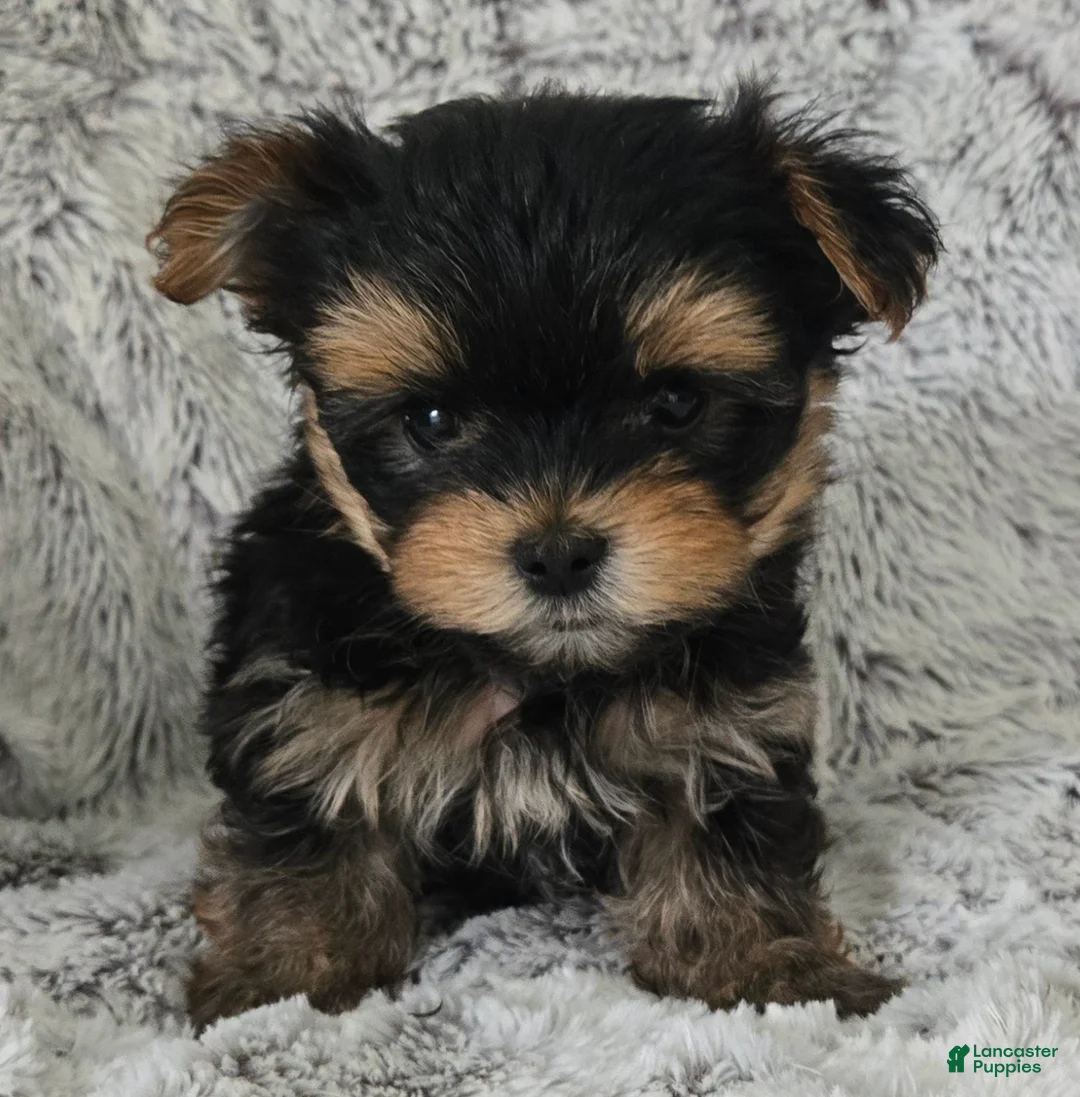Yorkshire Terrier dogs for sale: Parker - Ad 1