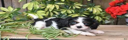 Cavalier King Charles Spaniel dogs for sale: Tina - Ad 1