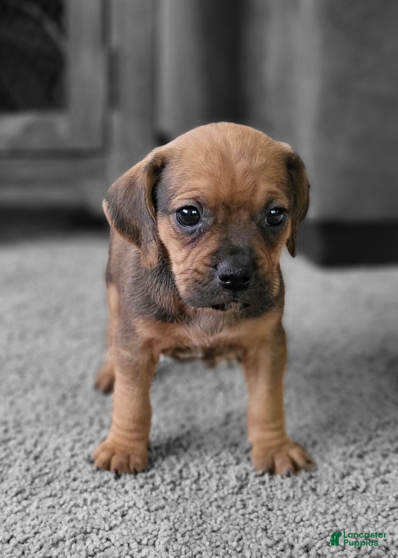 Puggle dogs Penny - Ad 8