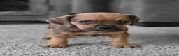 Puggle dogs for sale: Penny - Ad 1