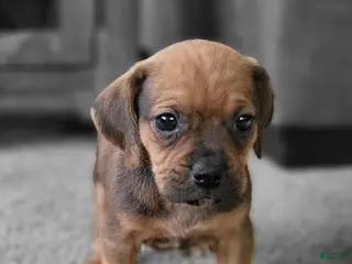 Puggle dogs Penny - Ad 13
